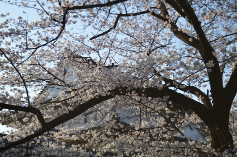 Primavera em Osaka